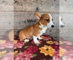 Small #1 Pembroke Welsh Corgi