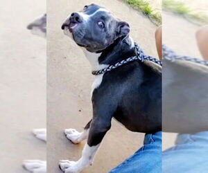 Medium American Pit Bull Terrier Mix