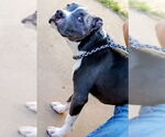 Small American Pit Bull Terrier Mix