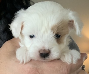 Poovanese Puppy for sale in GREER, SC, USA