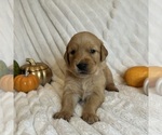 Small #3 Golden Retriever