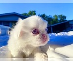Puppy Pink Female 2 Pekingese