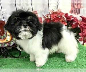 Shih Tzu Puppy for Sale in HAMMOND, Indiana USA