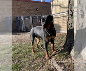 Rottweiler Dogs for adoption in Aurora, IL, USA