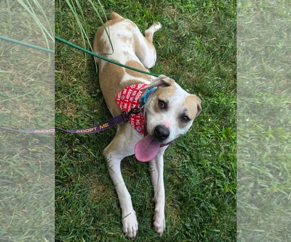 Medium Photo #2 American Pit Bull Terrier-Unknown Mix Puppy For Sale in Germantown, OH, USA