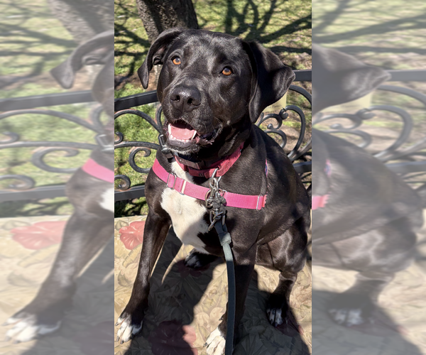 Medium Photo #7 Mutt Puppy For Sale in Elmsford, NY, USA