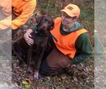 Small #5 Labrador Retriever