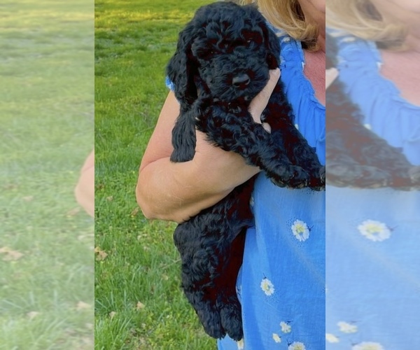 Medium Photo #3 Goldendoodle Puppy For Sale in LOTHIAN, MD, USA