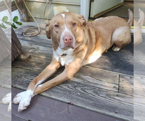 Labrador Retriever-Unknown Mix Dogs for adoption in Cary, NC, USA