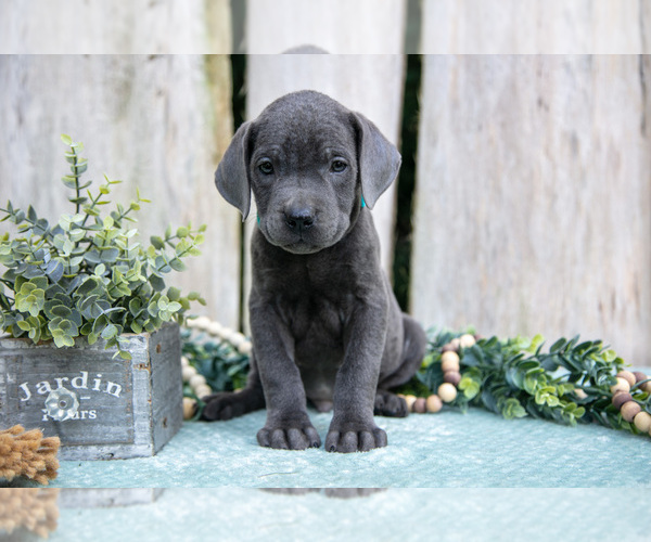 Medium Photo #2 Cane Corso Puppy For Sale in HOWE, IN, USA