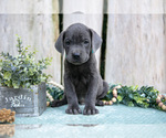 Small #1 Cane Corso