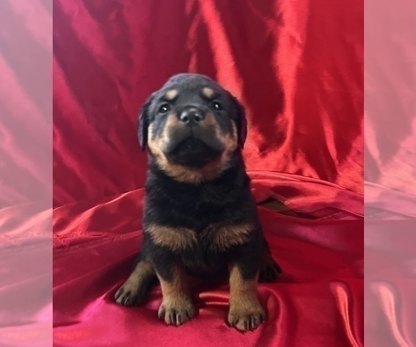 Medium Photo #3 Rottweiler Puppy For Sale in REMER, MN, USA