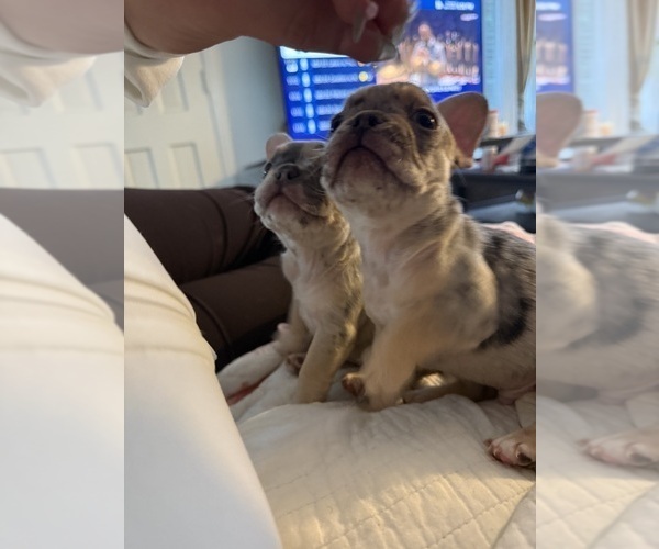 Medium Photo #12 French Bulldog Puppy For Sale in MONTEREY PARK, CA, USA