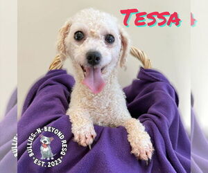 Bichon Frise Dogs for adoption in Omaha, NE, USA