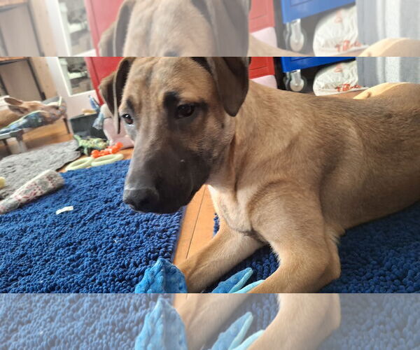 Medium Photo #15 German Shepherd Dog-Unknown Mix Puppy For Sale in Sebec, ME, USA