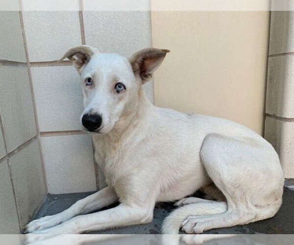 Medium Photo #2 Unknown-Whippet Mix Puppy For Sale in Corpus Christi, TX, USA