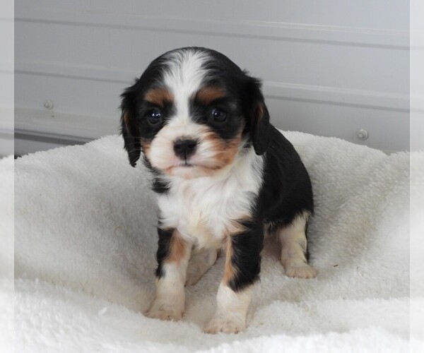 Medium Photo #2 Cavalier King Charles Spaniel Puppy For Sale in CARLISLE, KY, USA