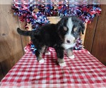 Small Photo #14 Bernese Mountain Dog Puppy For Sale in BLACK FOREST, CO, USA