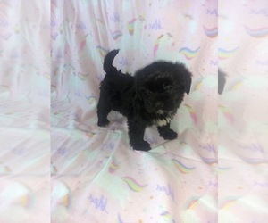 Yorkshire Terrier Puppy for sale in LAPEER, MI, USA