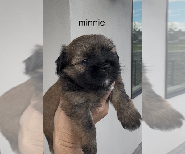 Medium Photo #5 Shorkie Tzu Puppy For Sale in COLORADO SPRINGS, CO, USA