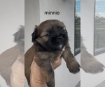 Small #4 Shorkie Tzu