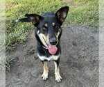 Small German Shepherd Dog
