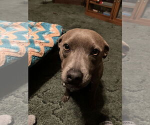 American Pit Bull Terrier-Dachshund Mix Dogs for adoption in Thorndale, TX, USA