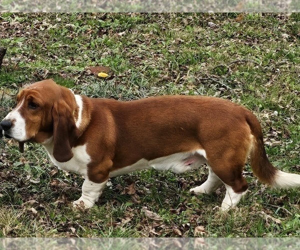 Medium Photo #1 Basset Hound Puppy For Sale in BYHALIA, MS, USA