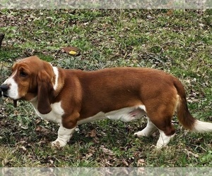 Father of the Basset Hound puppies born on 05/11/2025