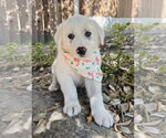 Small #1 Great Pyrenees