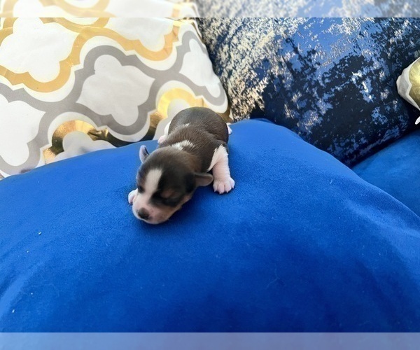 Medium Photo #72 Yorkshire Terrier Puppy For Sale in HAYWARD, CA, USA