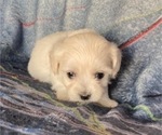 Puppy Marquette Coton de Tulear