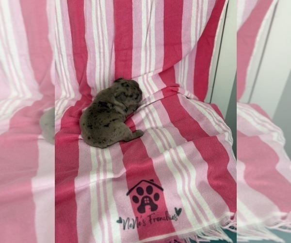 Medium Photo #21 French Bulldog Puppy For Sale in OPP, AL, USA