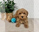 Small Cavapoo