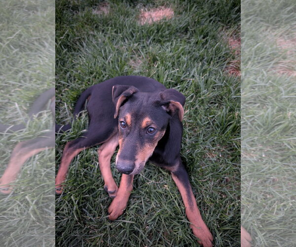 Medium Photo #2 Shepweiller Puppy For Sale in Sandy, UT, USA