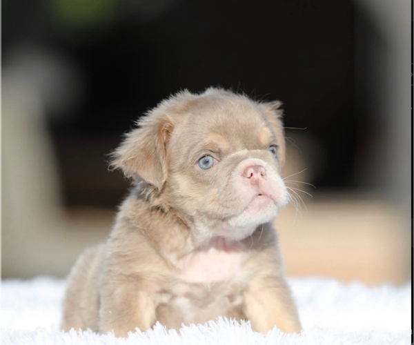 Medium Photo #2 English Bulldog Puppy For Sale in BEVERLY HILLS, CA, USA