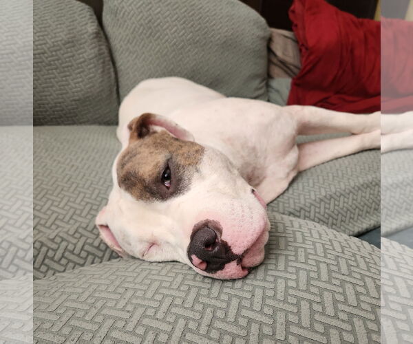Medium Photo #24 Mutt Puppy For Sale in Philadelphia, PA, USA