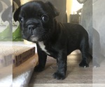 Small Photo #4 French Bulldog Puppy For Sale in BURTON, OH, USA