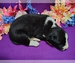Small Photo #280 Border Collie Puppy For Sale in NORBORNE, MO, USA