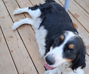 Mother of the English Springer Spaniel puppies born on 06/13/2025