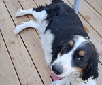 Small Photo #1 English Springer Spaniel Puppy For Sale in NEWCASTLE, CA, USA