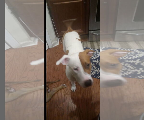 Medium Photo #2 American Pit Bull Terrier-American Staffordshire Terrier Mix Puppy For Sale in Ball Ground, GA, USA