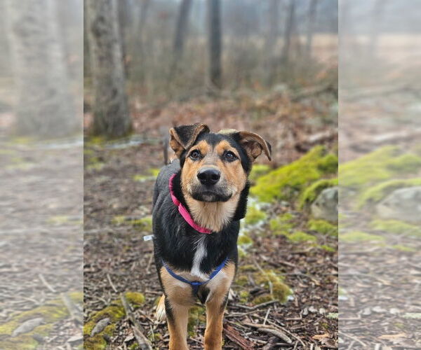 Medium Photo #5 Mutt Puppy For Sale in Rockaway, NJ, USA