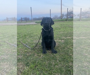 Labrador Retriever Puppy for sale in GERBER, CA, USA