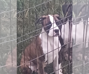 Boxer Puppy for Sale in SHELBYVILLE, Tennessee USA
