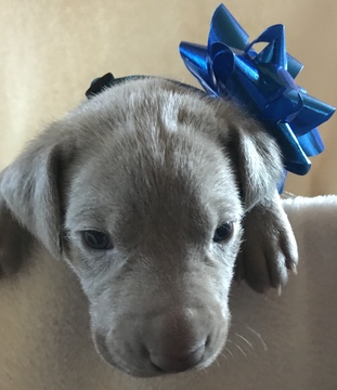 Medium Photo #5 Weimaraner Puppy For Sale in DOW, IL, USA