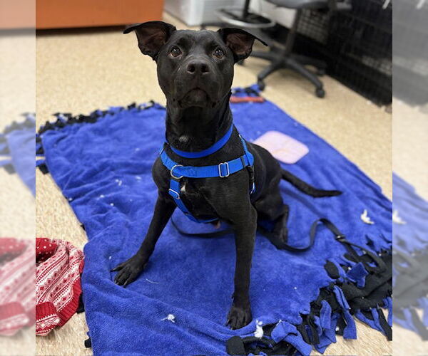 Medium Photo #1 Mutt Puppy For Sale in Boston, MA, USA