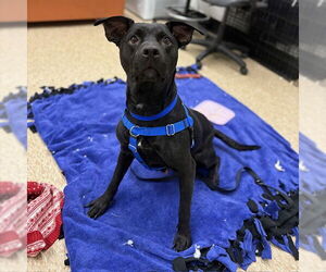 Mutt Dogs for adoption in Boston, MA, USA