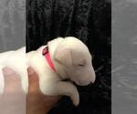Small Photo #4 Bull Terrier Puppy For Sale in POMPANO BEACH, FL, USA