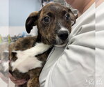 Small Plott Hound Mix